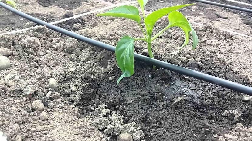 Обустройство КП перца